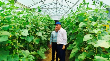 آقای دکتر سید حسن موسوی از گلخانه ها و پروژه های تحقیقاتی مستقر در آن بازدید کردند