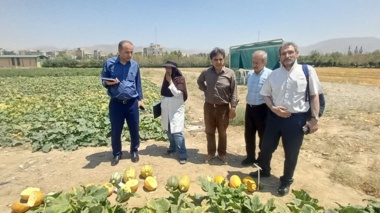 بازدید ریاست محترم پژوهشکده گلخانه و محیط های کنترل شده از پروژه DUS کدو آجیلی هیبرید