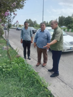 نجات درختان پایه با اقدام فوری شهرداری