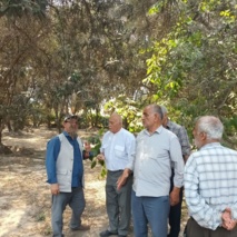 ریزش نگران‌کننده برگ‌های زیتون در تابستان