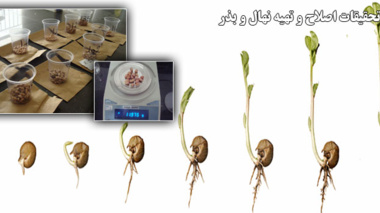 بخش تحقیقات اصلاح و تهیه نهال و بذر