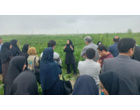 رویداد استانی انتقال‌یافته‌های تحقیقاتی محصولات زراعی در گنبدکاووس برگزار شد
