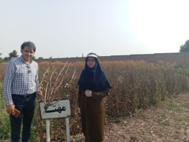 بازدید رئیس بخش تحقیقات سبزی صیفی و حبوبات آبی مؤسسه تحقیقات اصلاح و تهیه نهال و بذر از روند برنامه‌های تولید هسته‌های بذری باقلا