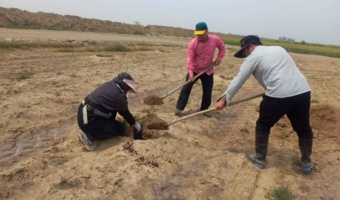 نقشه راه جدید کشاورزی گلستان: کشت پسته در اراضی شور برای مقابله با تغییر اقلیم