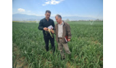بازدید کارشناسان واحد ثبت و گواهی بذر و نهال استان گلستان از مزارع تولید هسته‌های بذری گندم و پیاز در ایستگاه‌های تحقیقاتی