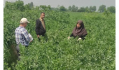 بازدید میدانی معاون پژوهشی مرکز تحقیقات و آموزش کشاورزی گلستان از مزرعه انتخاب مشارکتی ارقام باقلا حوزه شهرستان گرگان