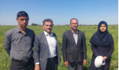 بازدید معاون پژوهشی و کمیته فنی بخش تحقیقات زراعی و باغی مرکز تحقیقات و آموزش کشاورزی گلستان از مزارع تولید بذر و آزمایشات ایستگاه عراقی‌محله