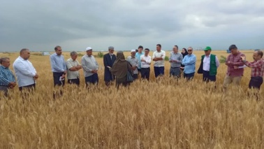 تبیین نقش کودها در مراحل پنجه‌زنی و ساقه‌دهی گندم به همت محقق مرکز تحقیقات و آموزش گلستان