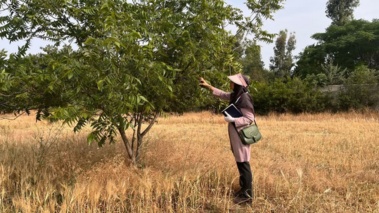 بازدید فنی از باغ پکان و گردو مستقر در ایستگاه چالکی مرکز تحقیقات و آموزش گلستان