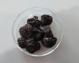 ترافل‌های گلستان وارد نقشه ژنتیکی جهان شدند