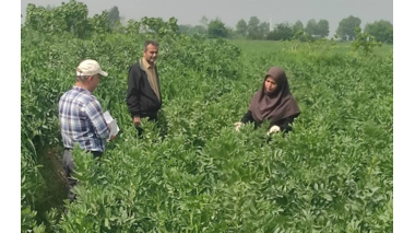 بازدید میدانی معاون پژوهشی مرکز تحقیقات و آموزش کشاورزی گلستان از مزرعه انتخاب مشارکتی ارقام باقلا حوزه شهرستان گرگان