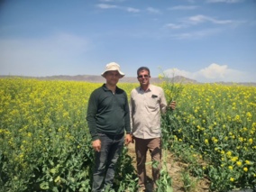 مزارع تولید بذر کلزای هیبرید مورد نظارت و ارزیابی فنی قرار گرفت