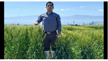 گام مؤثر در اصلاح تاریخ و تراکم کاشت گندم با تولید و بررسی لاین‌های دابل هاپلوئید