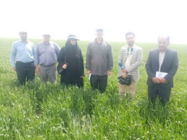 بازدید میدانی از مزارع غلات جو دیم در شهرستان ملایر