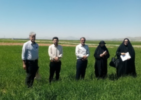 بازدید میدانی از مزارع گندم در شهرستان درگزین