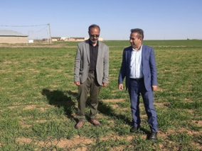 بازدید میدانی از مزارع تکثیری گندم و جو ایستگاه تحقیقاتی تجرک؛ پژوهش و نوآوری، تضمین امنیت غذایی کشور