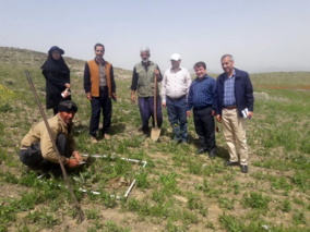 بازدید و برآورد عملکرد از مزرعه کنگر ایرانی در شهرستان ملایر