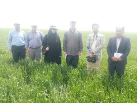بازدید میدانی از مزارع غلات جو دیم در شهرستان ملایر