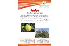 فن بازار
