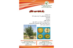 فن بازار