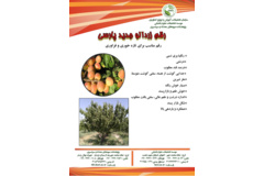 فن بازار
