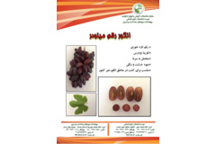 فن بازار
