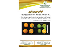 فن بازار
