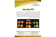 فن بازار