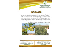 فن بازار
