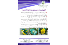فن بازار