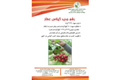 فن بازار