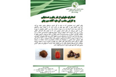فن بازار
