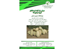 فن بازار