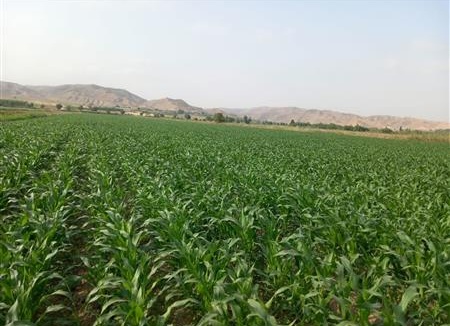 بازدید معاون سازمان تات از مزارع الگویی چغندر قند وذرت در شهرستان مانه