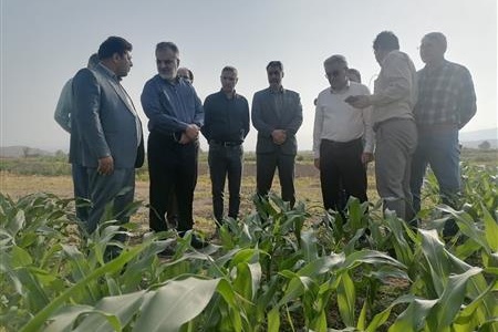 بازدید معاون سازمان تات از مزارع الگویی چغندر قند وذرت در شهرستان مانه