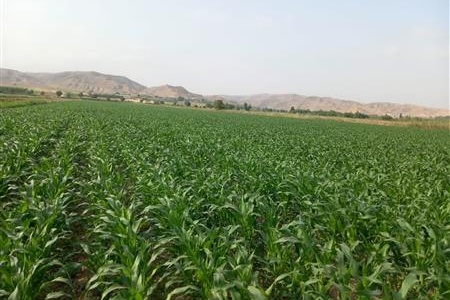 بازدید معاون سازمان تات از مزارع الگویی چغندر قند وذرت در شهرستان مانه