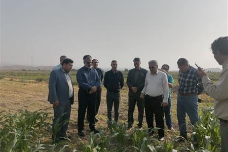 بازدید معاون سازمان تات از مزارع الگویی چغندر قند وذرت در شهرستان مانه