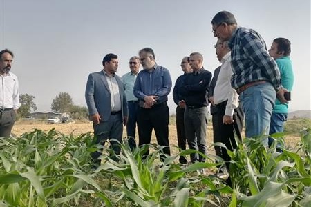 بازدید معاون سازمان تات از مزارع الگویی چغندر قند وذرت در شهرستان مانه