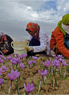 زنان عشایری و روستایی