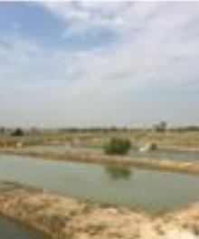 دستیابی به دانش فنی اصلاح نژاد ماهی کپور معمولی (Cyprinus carpio) فاز یک