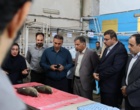 بازدید رؤسای پارک‌های علم‌وفناوری استان‌های ساحلی کشور از پژوهشکده آبزی‌پروری آب‌های جنوب کشور و تأکید بر معرفی دانش‌های فنی به‌دست‌آمده به بخش خصوصی با همکاری پارک علم‌وفناوری