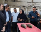 بازدید رؤسای پارک‌های علم‌وفناوری استان‌های ساحلی کشور از پژوهشکده آبزی‌پروری آب‌های جنوب کشور و تأکید بر معرفی دانش‌های فنی به‌دست‌آمده به بخش خصوصی با همکاری پارک علم‌وفناوری
