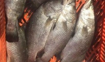 هم‌افزایی سازمان شیلات و موسسه تحقیقات علوم شیلاتی کشور برای رفع ممنوعیت پرورش ماهی سی‌باس آسیایی در قفس
