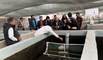 روز مزرعه تکثیر ماهی تیلاپیا در شرکت نیل‌آبزیست برگزار شد