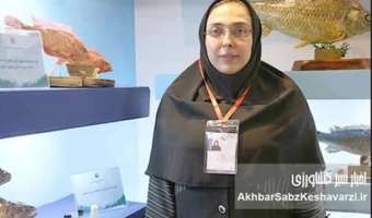 برای نخستین بار در کشور؛ نسل ششم پرورشی ماهی آزاد دریای کاسپین وارد قفس‌های پرورش ماهی شد