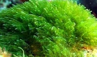 بهره‌برداری از گلخانه پرورش جلبک اسپیرولینا در ارومیه