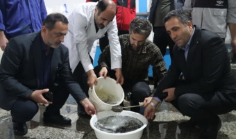 تولید و تحویل ۱۰۰ هزار لارو تاسماهی ایرانی وحشی برای تقویت ذخایر ژنتیکی دریای خزر