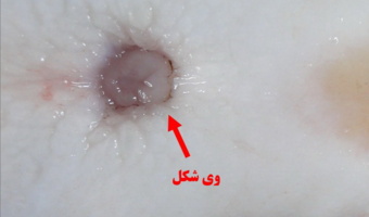 پژوهشگران انستیتو تحقیقات بین‌المللی ماهیان خاویاری فناوری بومی تشخیص زودهنگام جنسیت فیل‌ماهی را توسعه دادند