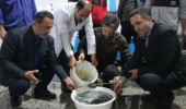 تولید و تحویل ۱۰۰ هزار لارو تاسماهی ایرانی وحشی برای تقویت ذخایر ژنتیکی دریای خزر