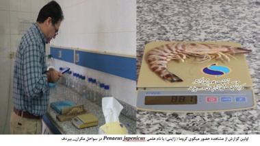 مشاهده میگوی کروما (ژاپنی) برای نخستین‌بار در سواحل مکران_– بیردف